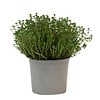 Tijm (Thymus vulgaris) – 14 cm pot – ca. 20 cm hoog