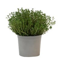 Tijm (Thymus vulgaris) – Aromatische mediterrane kruidenplant – 14 cm pot – ca. 20 cm hoog