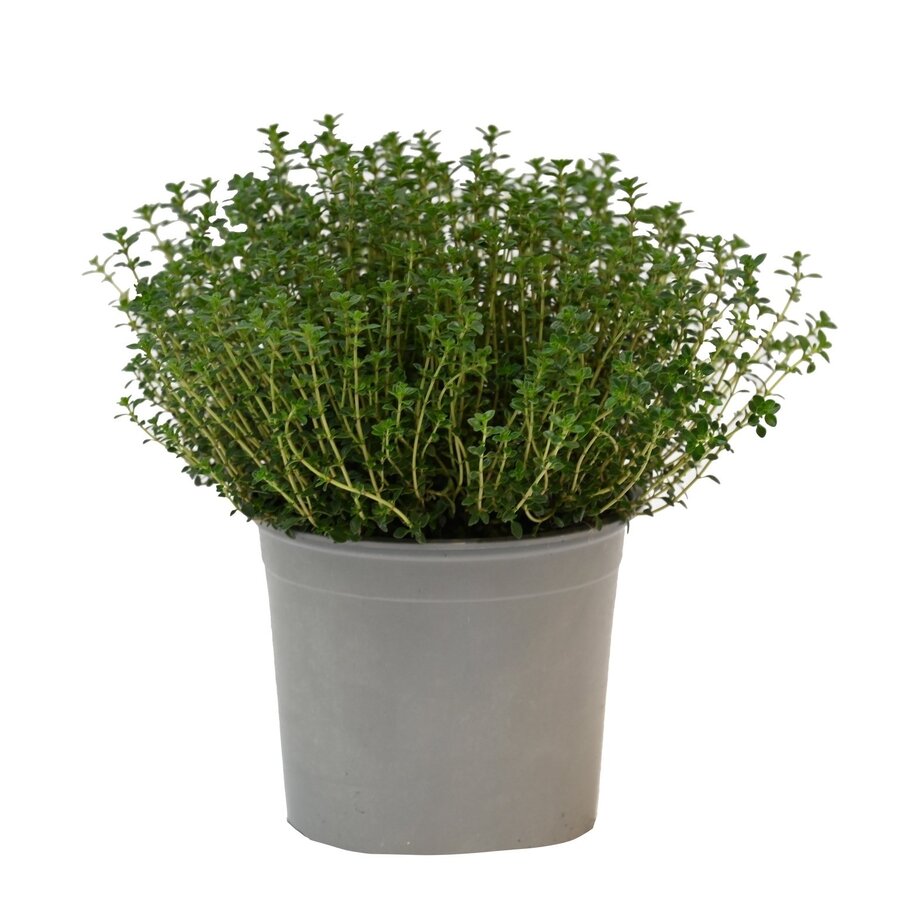 Tijm (Thymus vulgaris) – Aromatische mediterrane kruidenplant – 14 cm pot – ca. 20 cm hoog