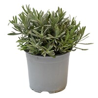 Lavendel (Lavandula angustifolia) – Geurende mediterrane kruidenplant – 14 cm pot – ca. 25 cm hoog