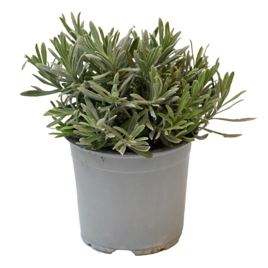 Lavendel (Lavandula angustifolia) – Geurende mediterrane kruidenplant – 14 cm pot – ca. 25 cm hoog