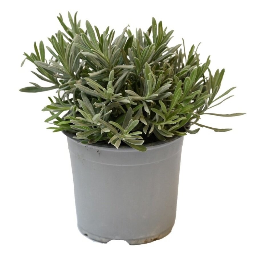 Lavendel (Lavandula angustifolia) – Geurende mediterrane kruidenplant – 14 cm pot – ca. 25 cm hoog
