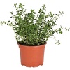 Citroentijm (Thymus citriodorus) – 14 cm pot – ca. 20 cm hoog