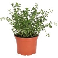 Citroentijm (Thymus citriodorus) – Fris geurende mediterrane kruidenplant – 14 cm pot – ca. 20 cm hoog