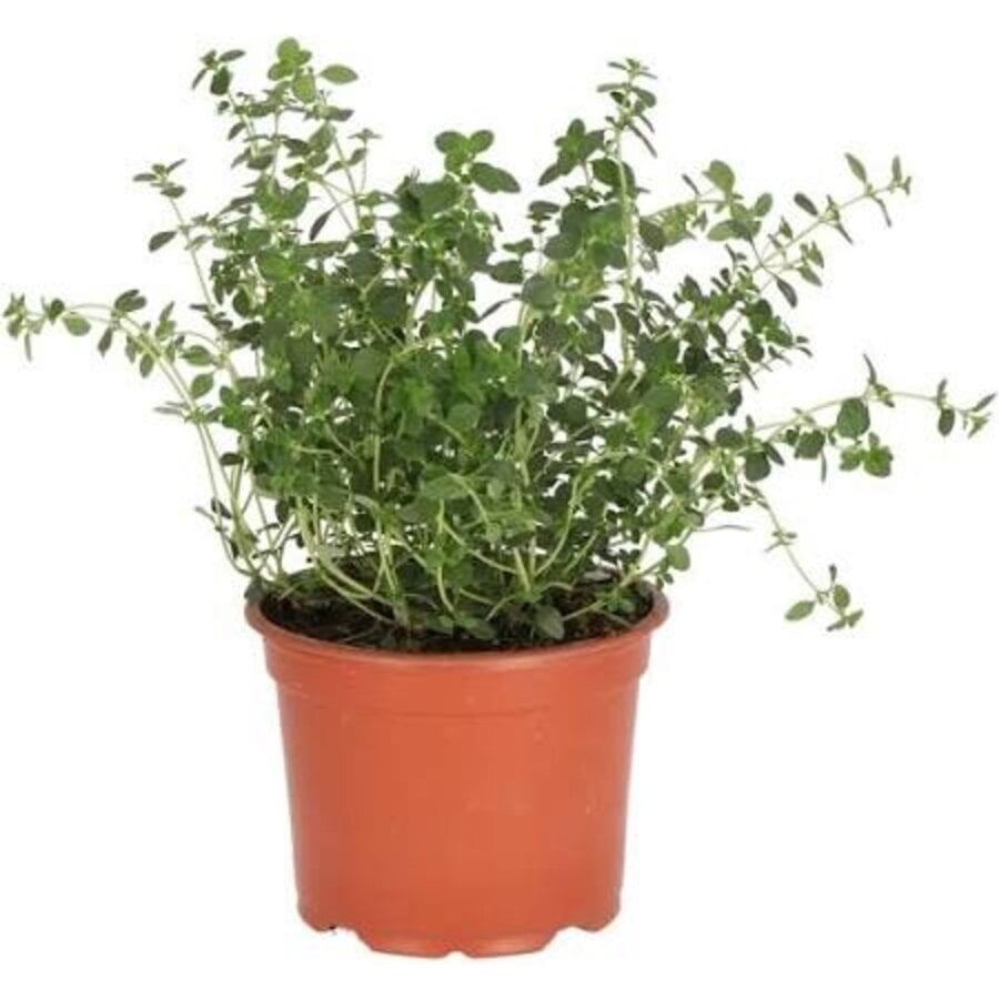 Citroentijm (Thymus citriodorus) – Fris geurende mediterrane kruidenplant – 14 cm pot – ca. 20 cm hoog