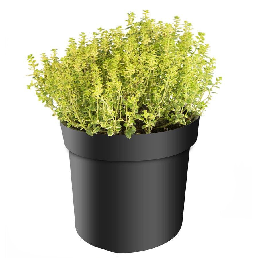 Tijm ‘Citriodorus Aureus’ – Goudbonte citroentijm – Aromatische mediterrane kruidenplant – 14 cm pot – ca. 20 cm hoog