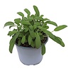 Salie (Salvia officinalis) – 14 cm pot – ca. 25 cm hoog
