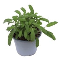 Salie (Salvia officinalis) – Aromatische mediterrane kruidenplant – 14 cm pot – ca. 25 cm hoog