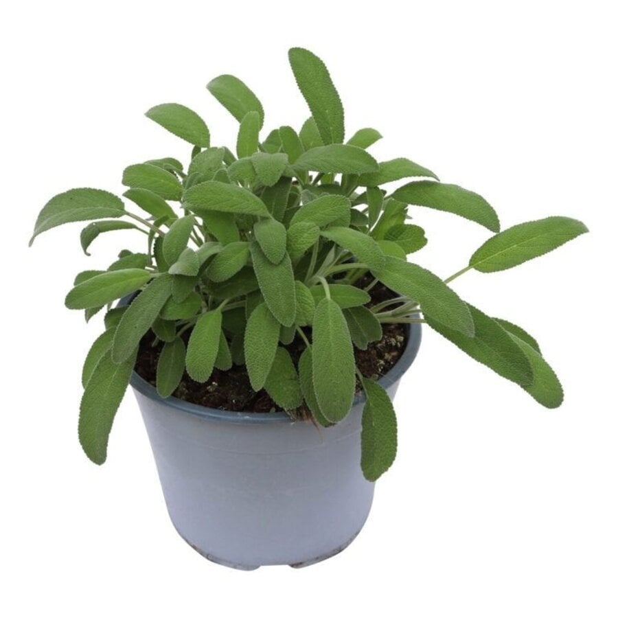 Salie (Salvia officinalis) – Aromatische mediterrane kruidenplant – 14 cm pot – ca. 25 cm hoog