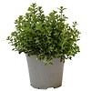 Oregano (Origanum vulgare) – 14 cm pot – ca. 25 cm hoog