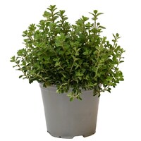 Oregano (Origanum vulgare) – Aromatische mediterrane kruidenplant – 14 cm pot – ca. 25 cm hoog