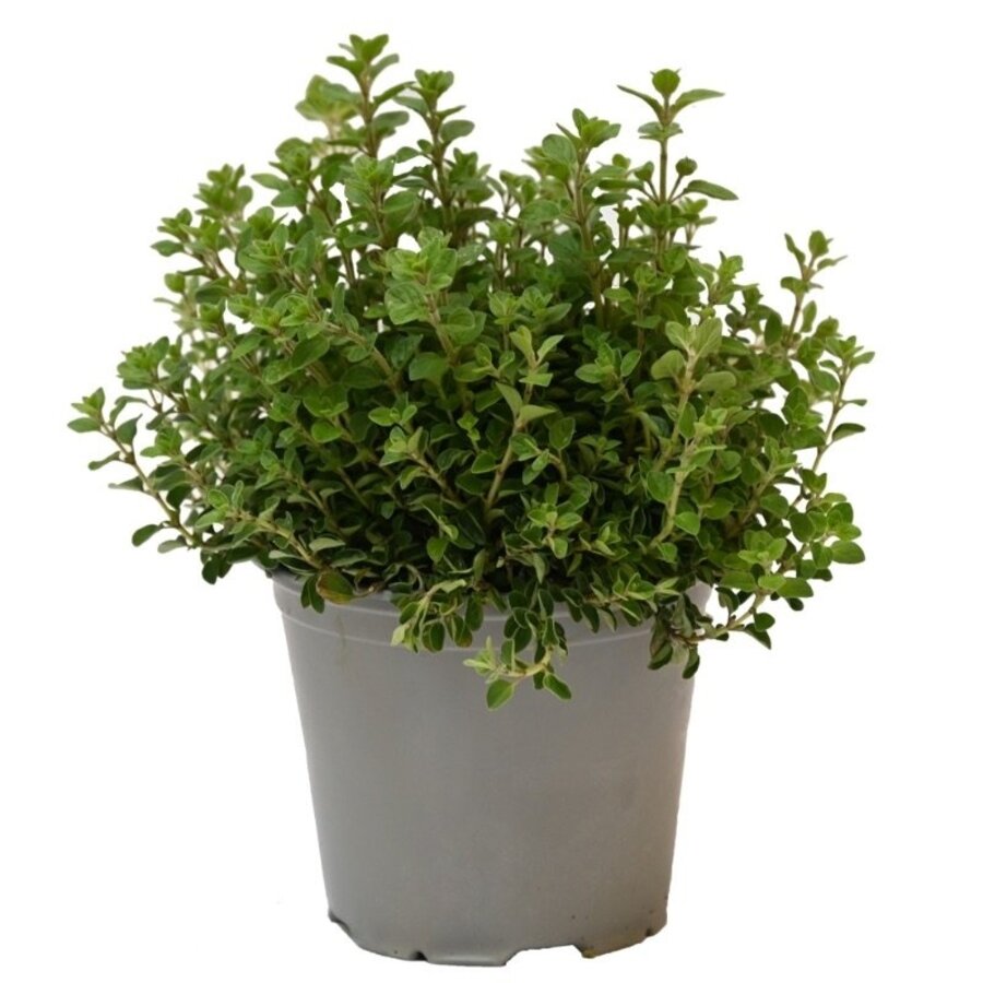 Oregano (Origanum vulgare) – Aromatische mediterrane kruidenplant – 14 cm pot – ca. 25 cm hoog