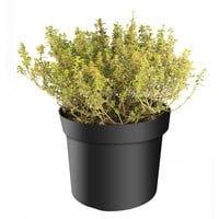 Thymus vulgaris ‘Lady D’ – Compacte aromatische tijmplant – 14 cm pot – ca. 20 cm hoog