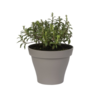 Bonenkruid (Satureja hortensis) – 14 cm pot – ca. 25 cm hoog