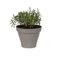 Bonenkruid (Satureja hortensis) – Aromatisch éénjarig keukenkruid – 14 cm pot – ca. 25 cm hoog