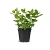 Munt (Mentha spicata) – 14,5 cm pot – ca. 25 cm hoog