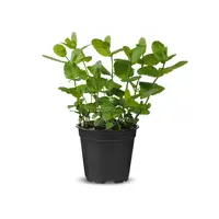 Munt (Mentha spicata) – Verfrissende aromatische kruidenplant – 14,5 cm pot – ca. 25 cm hoog