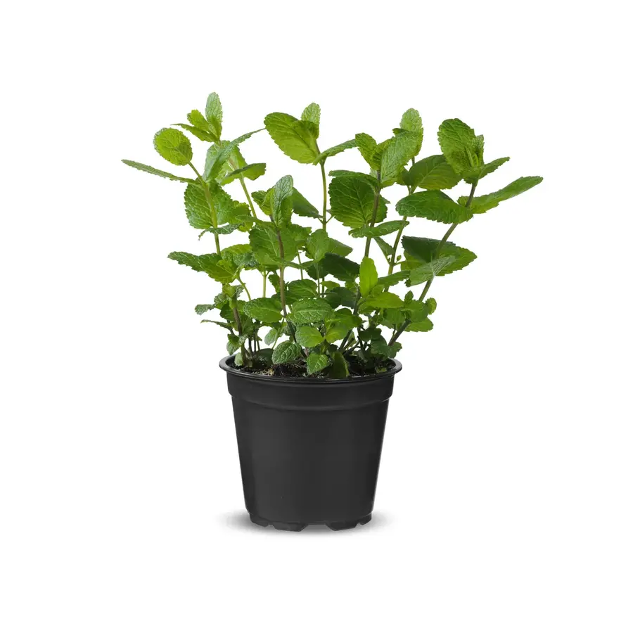 Munt (Mentha spicata) – Verfrissende aromatische kruidenplant – 14,5 cm pot – ca. 25 cm hoog