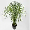 Cyperus alternifolius – 14 cm pot
