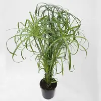 Cyperus alternifolius in 14 cm pot – parapluplant voor terrarium of interieur