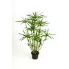 Cyperus haspan | 14 cm pot | 70 cm hoog