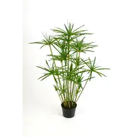 Cyperus haspan | Parapluplant in 14 cm pot | 70 cm hoge moeras- en terrariumplant