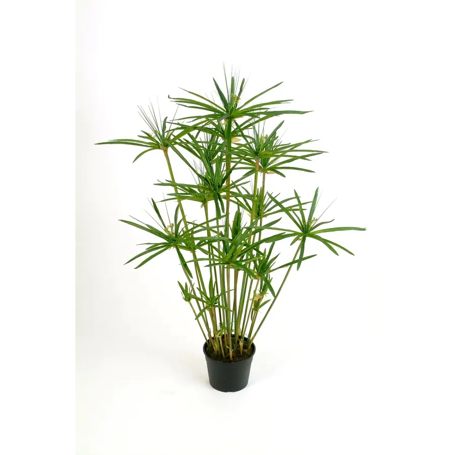 Cyperus haspan | Parapluplant in 14 cm pot | 70 cm hoge moeras- en terrariumplant