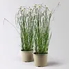 Rhynchospora colorata | 17 cm pot | 45 cm hoog