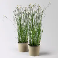 Rhynchospora colorata | Witte sterzegge in 17 cm pot | 45 cm hoge moeras- en paludariumplant