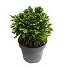 Selaginella martensii ‘Jori’ | 15 cm pot | 30 cm hoog