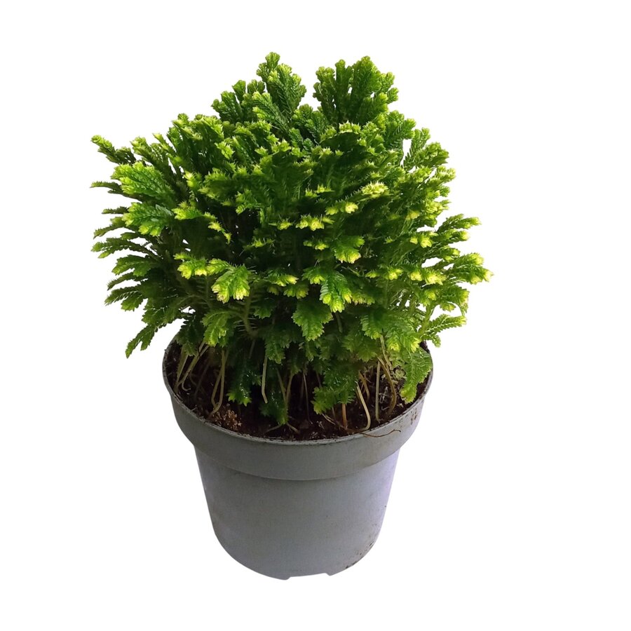 Selaginella martensii ‘Jori’ | 15 cm pot | 30 cm hoog
