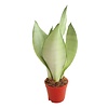 Sansevieria Moonshine | 9 cm pot | 35 cm hoog