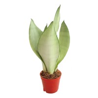 Sansevieria Moonshine | Zilvergroene Sanseveria in 9 cm pot | 35 cm hoge kamer- en terrariumplant
