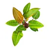 Philodendron ‘Mars’ | 12 cm pot | 35 cm hoog