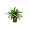 Aglaonema Maria | 14 cm pot | 40 cm hoog