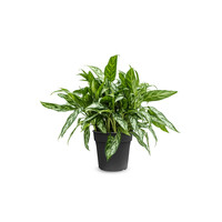 Aglaonema Maria | Tropische kamer- en terrariumplant in 14 cm pot | 40 cm hoog | 2 stekken