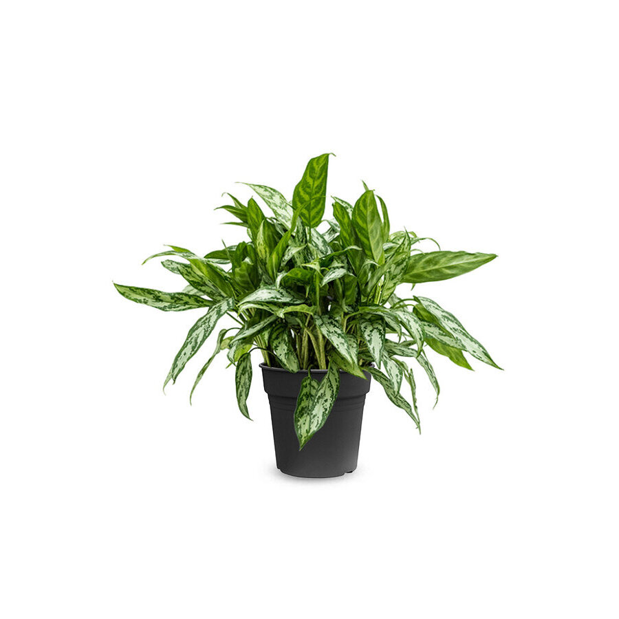 Aglaonema Maria | Tropische kamer- en terrariumplant in 14 cm pot | 40 cm hoog | 2 stekken