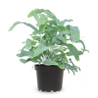 Phlebodium Blue Star | 7 cm pot | 20 cm hoog