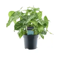 Syngonium Arrow | Pijlplant in 12 cm pot | 22 cm hoge tropische kamer- en terrariumplant