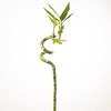 Lucky Bamboo | 1 stek | 40 cm hoog