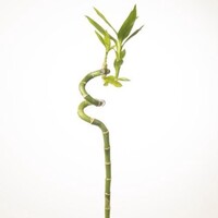 Lucky Bamboo | Dracaena sanderiana | 1 stek van 40 cm hoog | Geschikt voor aquaria en terraria