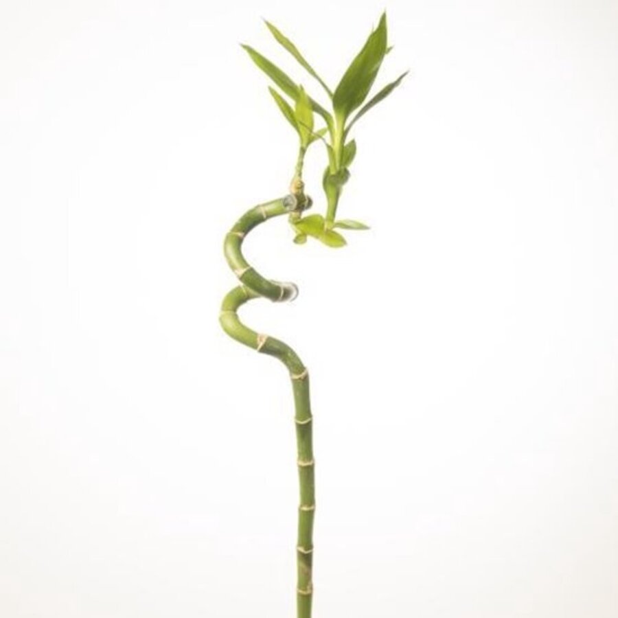 Lucky Bamboo | Dracaena sanderiana | 1 stek van 40 cm hoog | Geschikt voor aquaria en terraria