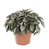 Peperomia Napoli Nights | 7 cm pot | 10 cm hoog
