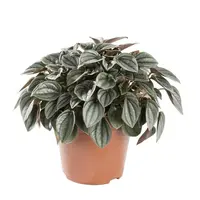 Peperomia Napoli Nights | Compacte zilvergroene kamer- en terrariumplant in 7 cm pot | 10 cm hoog
