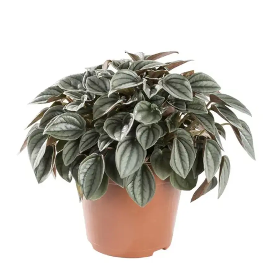 Peperomia Napoli Nights | Compacte zilvergroene kamer- en terrariumplant in 7 cm pot | 10 cm hoog