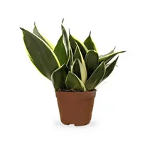 Sansevieria Hahnii | Compacte vogelnest-sanseveria in 9 cm pot | 15 cm hoge kamer- en terrariumplant