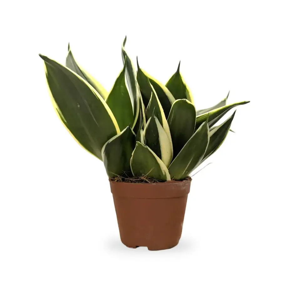 Sansevieria Hahnii | Compacte vogelnest-sanseveria in 9 cm pot | 15 cm hoge kamer- en terrariumplant