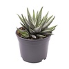 Haworthia fasciata Concolor | 7 cm pot | 13 cm hoog
