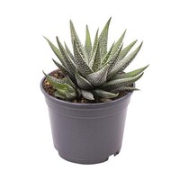 Haworthia fasciata Concolor | Compacte vetplant in 7 cm pot | 13 cm hoge terrarium- en kamerplant