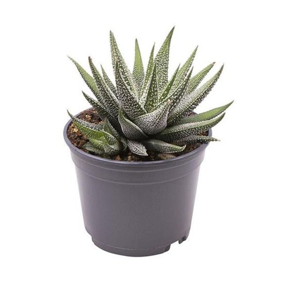 Haworthia fasciata Concolor | Compacte vetplant in 7 cm pot | 13 cm hoge terrarium- en kamerplant